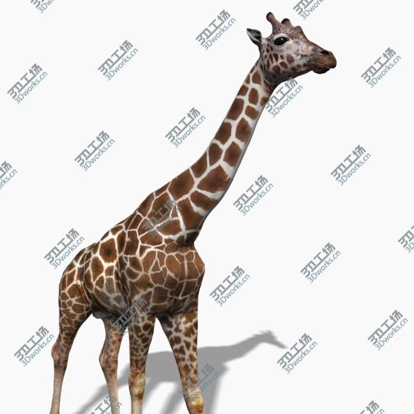 images/goods_img/202105072/Photoreal HD Giraffe/4.jpg
